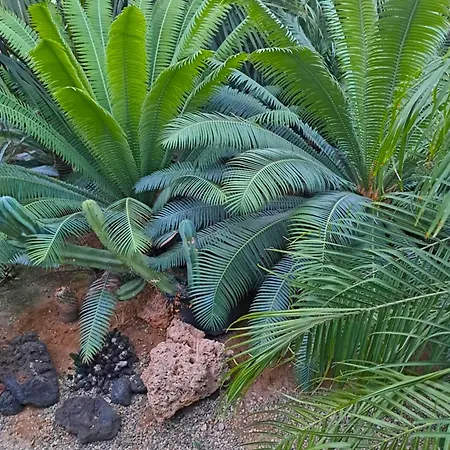 Villa Monica's Tropical *
