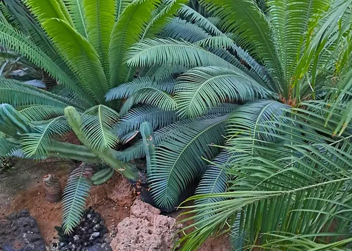 Villa Monica's Tropical *